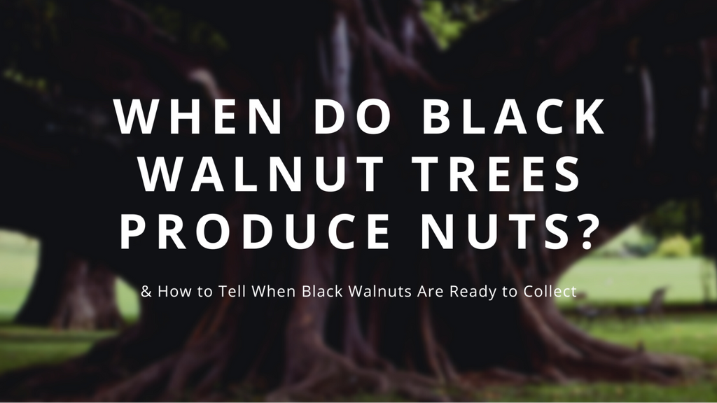 When Do Black Walnut Trees Produce Nuts? | Goody Getter | Black Walnut ...